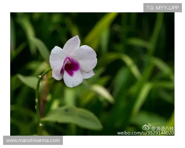 龙行天下老虎机的详细规则指南让你玩得更尽兴赢得更多奖励